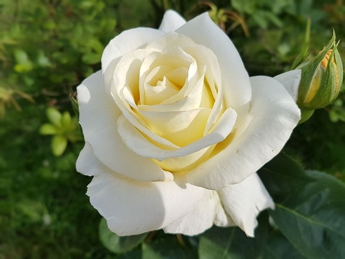 Una flor blanca para el amigo sincero