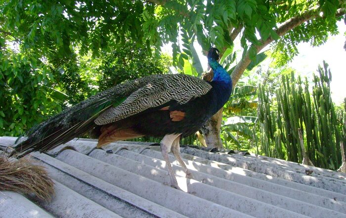 El Pavo Real: una belleza de los campos cubanos