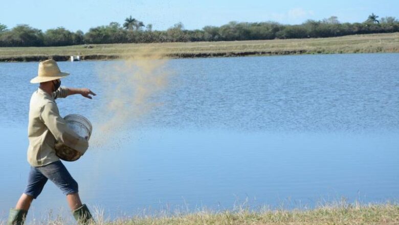 Acuicultura en Sancti Spíritus: Su mayor reproducción será de alevines de ciprínidos