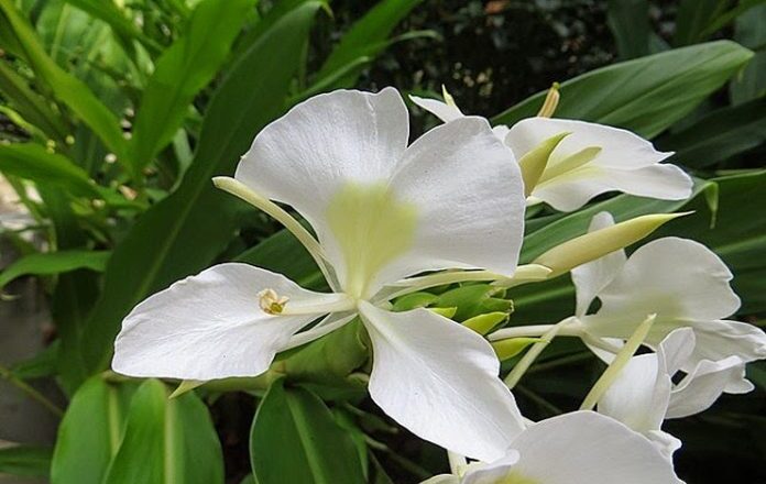 La mariposa, flor nacional de Cuba