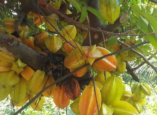 Carambola: delicia de estas tierras