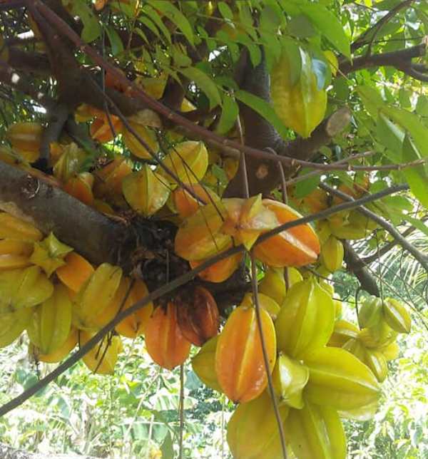 Carambola