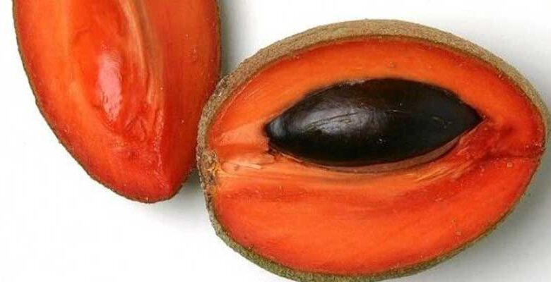 Mamey, la hora de los mameyes