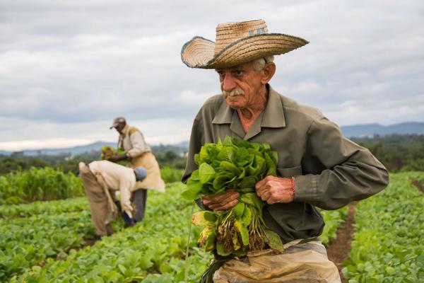 Trabajador Agropecuario, una fuerza invaluable para Cuba