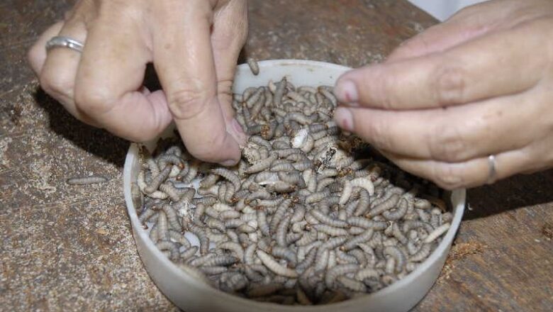 Un catalizador para los productos biológicos