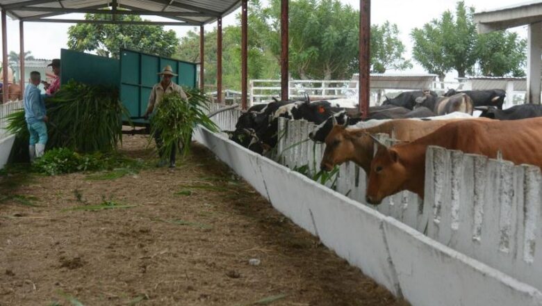 Inversiones apuntalan desarrollo en importante entidad ganadera espirituana