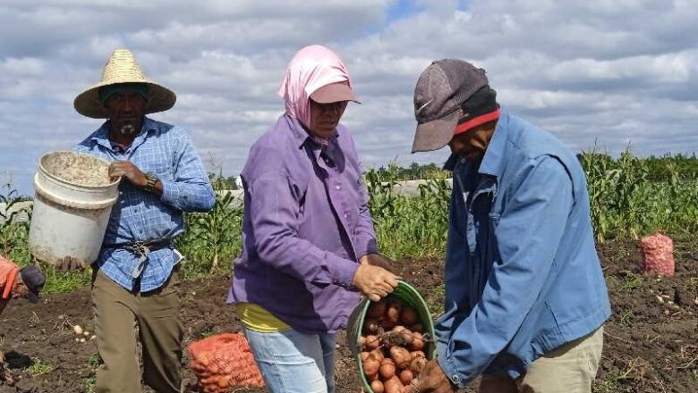 Llegará a la población cabaiguanense papa ecológica de producción local