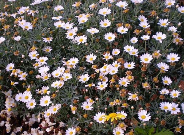 Margarita: Flor de abril