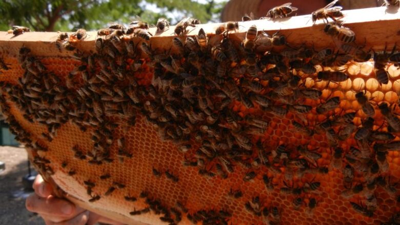 Las abejas también tienen su día