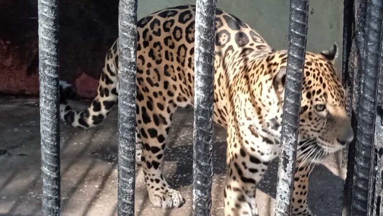 El leopardo Favio: de La Habana al zoológico de Sancti Spíritus