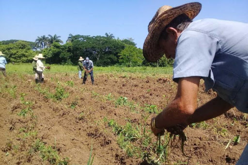 A la zaga sector agrario cabaiguanense en proceso de inscripción de cooperativas en el Registro Mercantil (+Audio)  