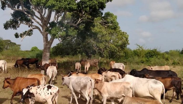 En Trinidad avanza a buen ritmo ejercicio conjunto de control de la tierra y tenencia de ganado mayor