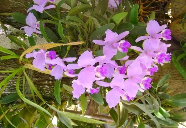Orquídeas: plantas de una belleza especial