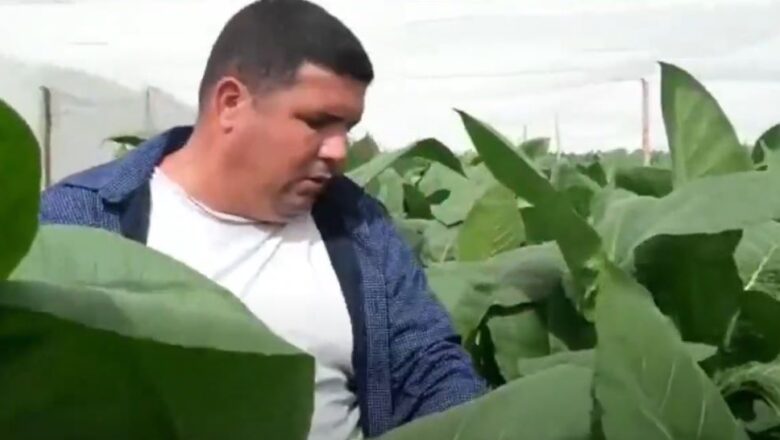 Yoandy Rodríguez Porra: “El tabaco es la niña de mis ojos” (+ Audio)