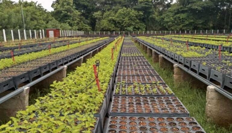 La Apicultura encamina la reforestación de plantas melíferas