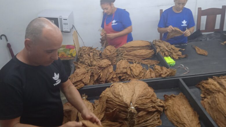 Yuniesky Rodríguez Hernández: un guajiro apasionado por el cultivo del tabaco (+ Audio y fotos)