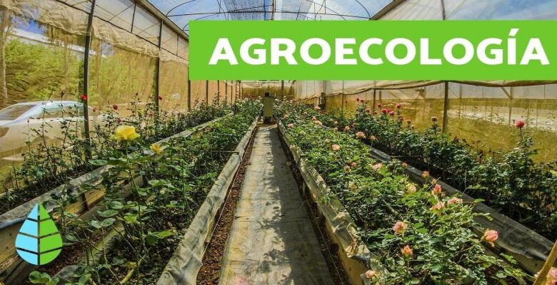 Agroecología: transformando la agricultura hacia un futuro sostenible