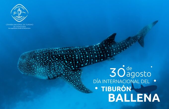 El Tiburón Ballena y su peligro de extinguirse de nuestro planeta