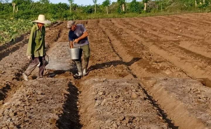 Inició en Cabaiguán siembra de semilleros para la actual contienda tabacalera 