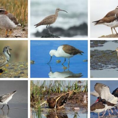 Día Mundial de las Aves Playeras