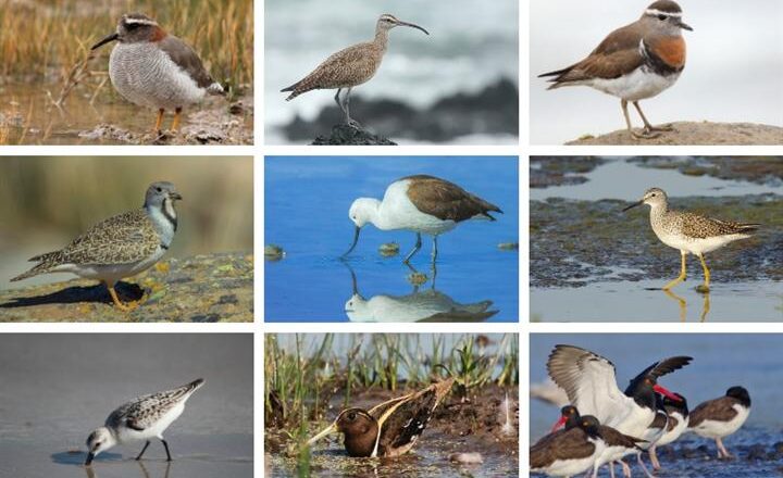 Día Mundial de las Aves Playeras