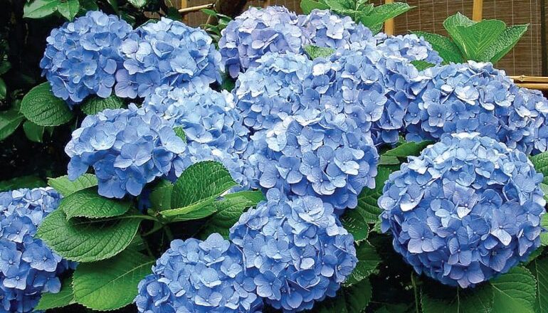 Hortensia, la flor de septiembre