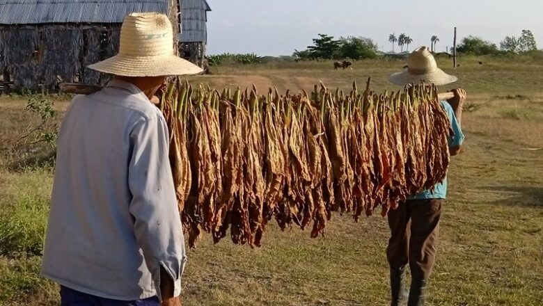 Nuevo incentivo financiero en la vega