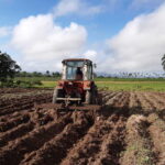 Garantizan productores cabaiguanenses cumplimiento de planes de siembra y producción de alimentos (+Audio)