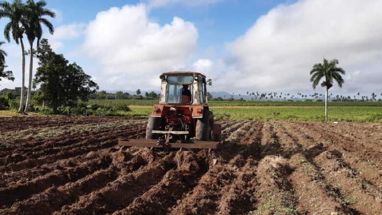 Garantizan productores cabaiguanenses cumplimiento de planes de siembra y producción de alimentos (+Audio)