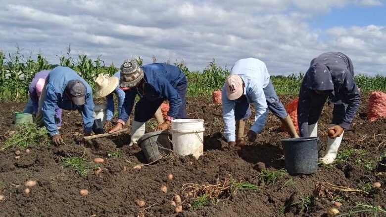 Proceso de contratación involucra a mayor cantidad de productores en Sancti Spíritus