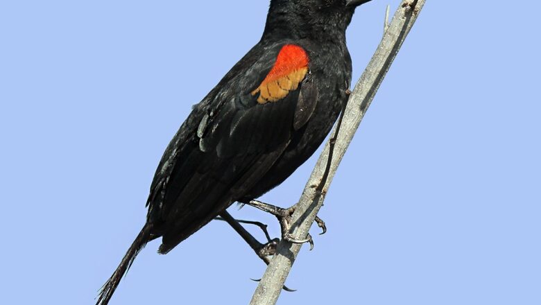 Sargento Cubano, hermosa ave de la avifauna de nuestro país