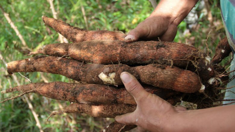 Yuca: un excelente producto alimenticio