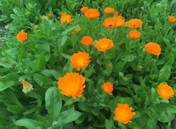  Caléndula: la maravilla del jardín