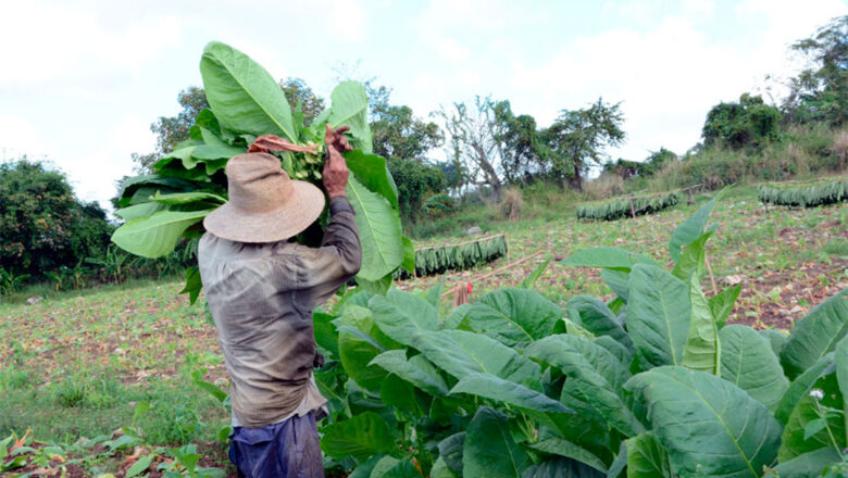 Se incrementa en Cabaiguán la siembra de tabaco sol en palo en la presente campaña (+Audio)  