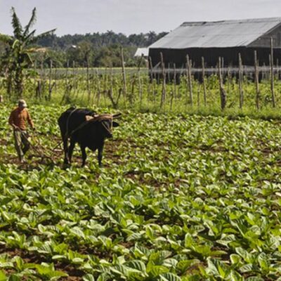 Cuba emite resolución exonerando de aranceles importación de varios productos