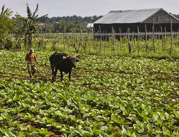 Cuba emite resolución exonerando de aranceles importación de varios productos