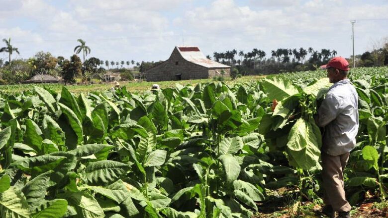 Productores tabacaleros con la manga al codo