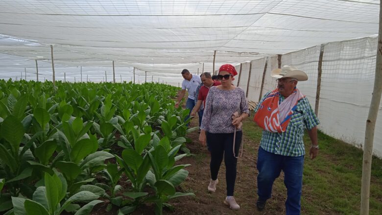 Chequean autoridades del municipio programa de producción de alimentos en la CPA 13 de Marzo de Cabaiguán (+ Fotos)