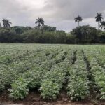 Duplica cosecha de papa Cabaiguán este año con respecto a contienda anterior (+Audio)