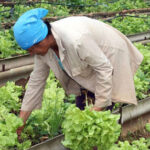 Agricultura urbana en Cabaiguán: entre discretos avances y enormes desafíos (+Audio)