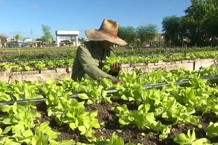 agricultura