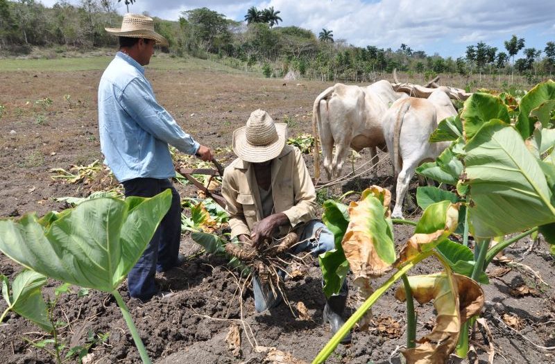 campesino